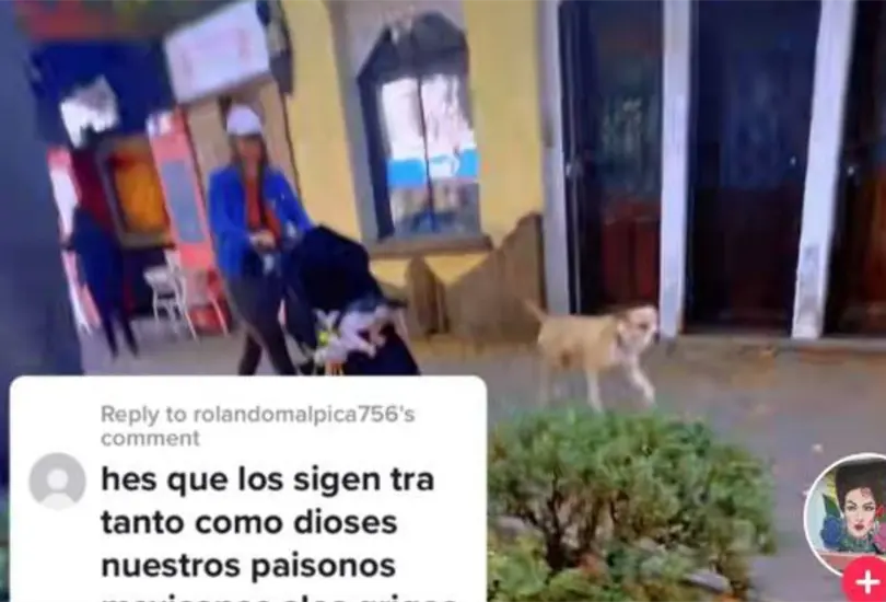 La mexicana le reclam&oacute; a la extranjera que paseara a sus perros con correa, hecho que la molest&oacute; mucho