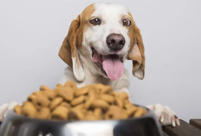 Estas son las mejores marcas de croquetas para perro seg&uacute;n Profeco. 