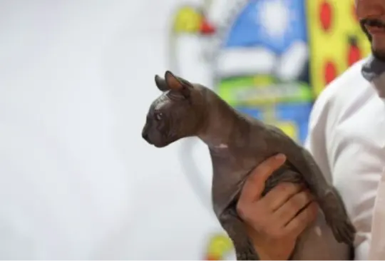 El gato egipcio con tatuajes de los Mexicles encontró un hogar luego del operativo para recuperar a los reos que escaparon del Cereso de Chihuahua. El gato egipcio con tatuajes de los Mexicles encontró un hogar luego del operativo para recuperar a los reos que escaparon del Cereso de Chihuahua.