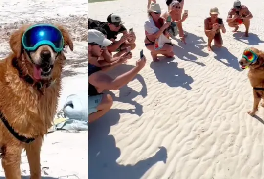 Perrito vigila las playas y se toma fotos con los turistas. Perrito vigila las playas y se toma fotos con los turistas.