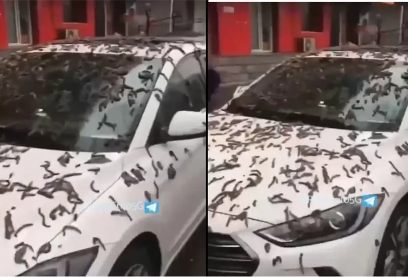 Una de las hipótesis apuntan a que pudo tratarse de un torbellino que levantó a los insectos Una de las hipótesis apuntan a que pudo tratarse de un torbellino que levantó a los insectos