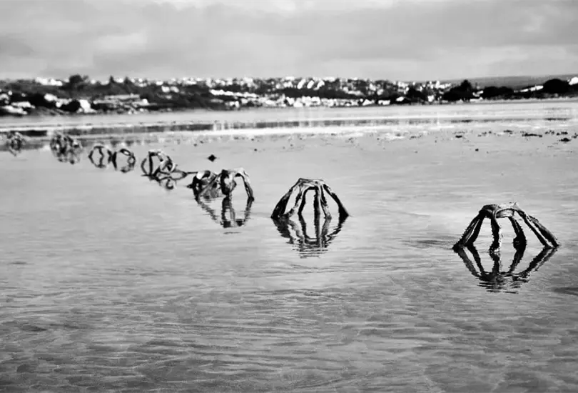 No son im&aacute;genes creadas con una inteligencia artificial, los extra&ntilde;os objetos que aparecieron en una playa de Sud&aacute;frica son advertencias del da&ntilde;o al planeta.