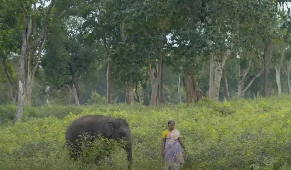 Est&aacute; nominado a Mejor Documental Corto. Presenta a una pareja del sur de la India que dedica su vida a cuidar a un beb&eacute; elefante hu&eacute;rfano llamado Raghu.