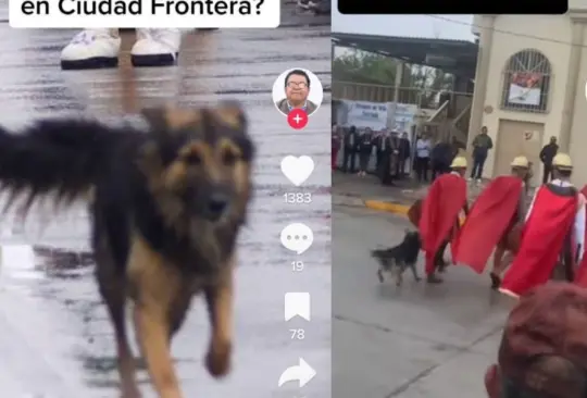 Perrito defiende a Jesús en Viacrusis 