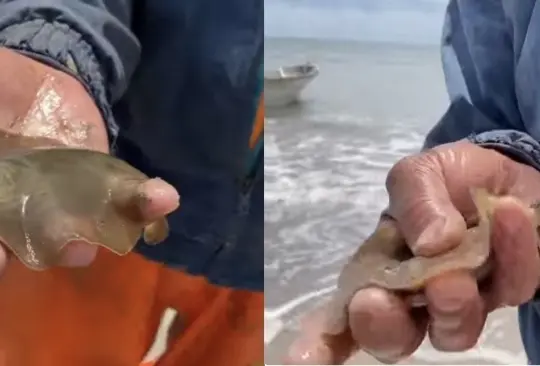 El domingo pasado aparecieron cerca de 300 mantarrayas muertas El domingo pasado aparecieron cerca de 300 mantarrayas muertas
