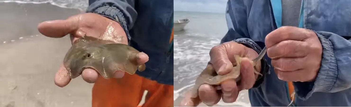 El domingo pasado aparecieron cerca de 300 mantarrayas muertas