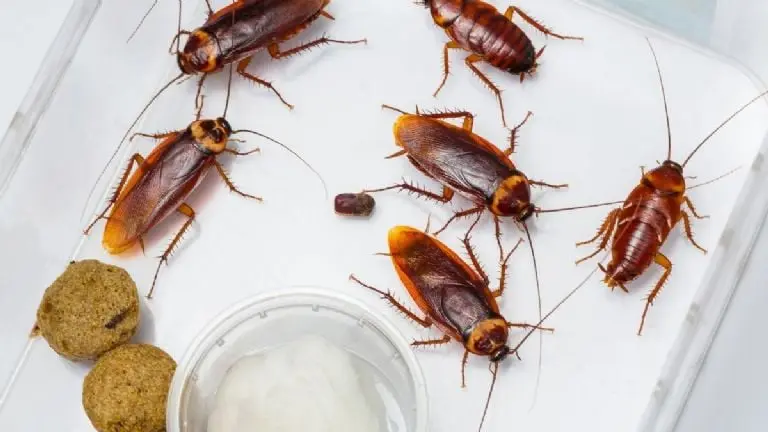 Cucarachas buscando alimentos. Créditos: Canva