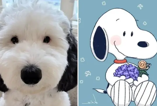 Una perrita parecida a Snoopy se hizo famosa en redes Una perrita parecida a Snoopy se hizo famosa en redes