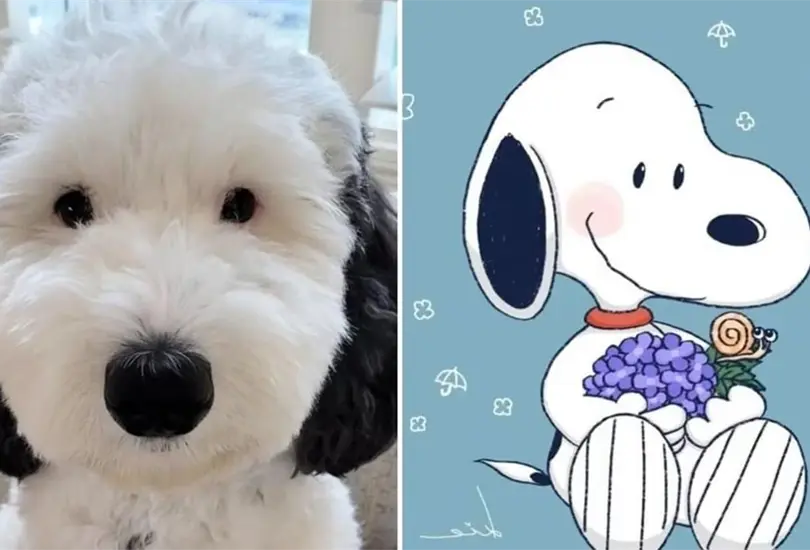 Una perrita parecida a Snoopy se hizo famosa en redes Una perrita parecida a Snoopy se hizo famosa en redes