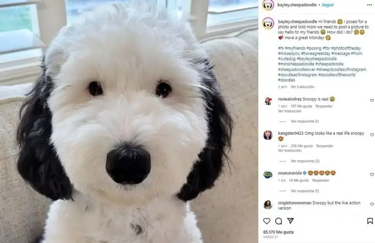 La perrita es idéntica a Snoopy. Fuente: @bayley.sheepadoodle