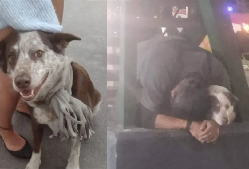 Roban a perrito gu&iacute;a que viv&iacute;a con hombre en situaci&oacute;n de calle. 