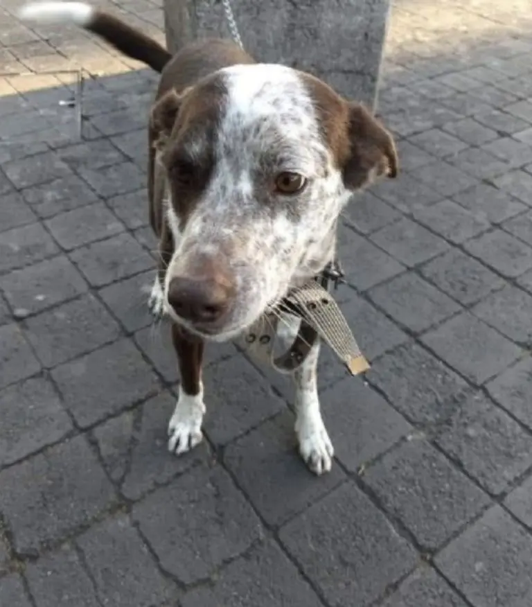 Perrito Tito. Créditos: Facebook (Coatlicue Domínguez)