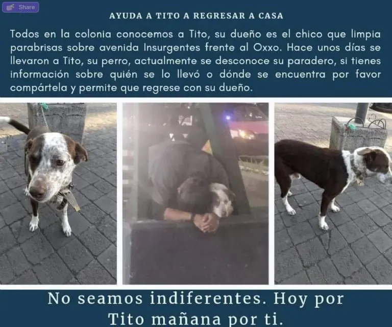Perrito Tito. Créditos: Facebook (Coatlicue Domínguez)