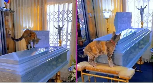 Una gatita se despidi&oacute; de su due&ntilde;o durante el funeral