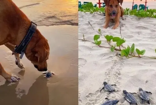 Solovino, el perrito que ayuda a las tortugas