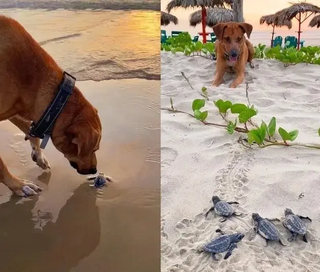 Solovino, el perrito que ayuda a las tortugas
