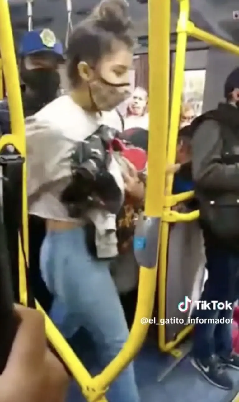 Créditos: Tik Tok (@el_gatito_informador)