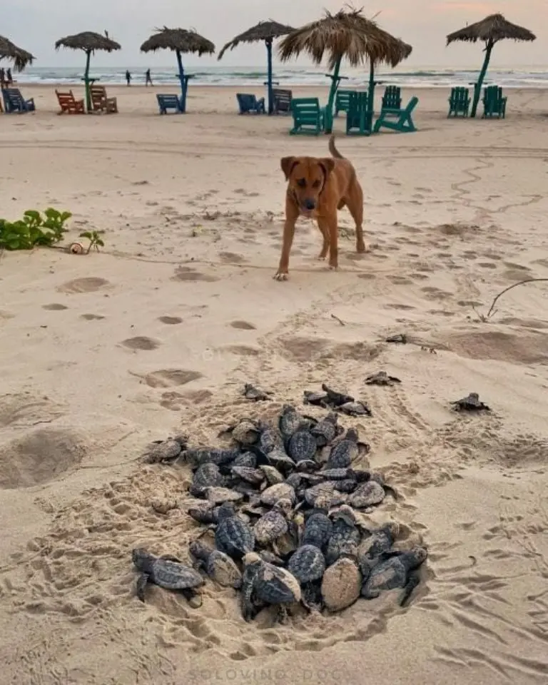 Solovino protege celosamente a las tortugas. Fuente: Twitter