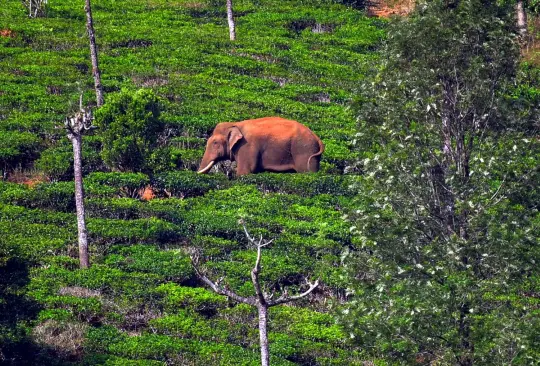 Capturan a elefante que robó arroz y mató a seis personas