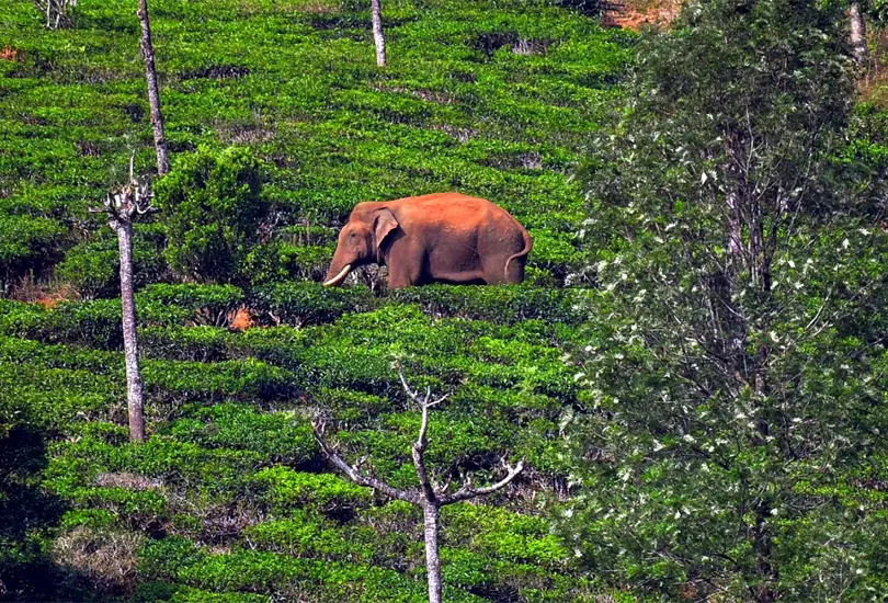 Capturan a elefante que robó arroz y mató a seis personas Capturan a elefante que robó arroz y mató a seis personas