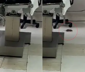Captan a ratón paseando en un quirófano de Hospital del ISSSTE