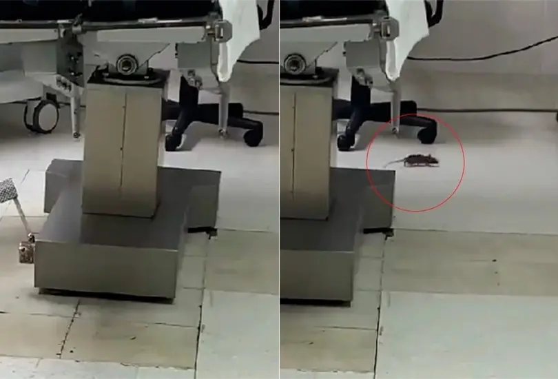 Rat&oacute;n se pasea por quir&oacute;fano de Hospital del ISSSTE. 