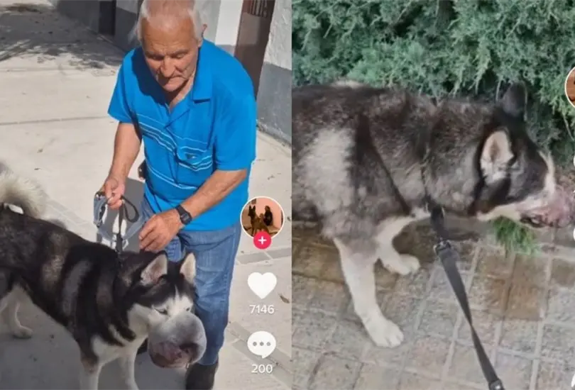 El due&ntilde;o logr&oacute; encontrar a un veterinario capaz de llevar a cabo la operaci&oacute;n