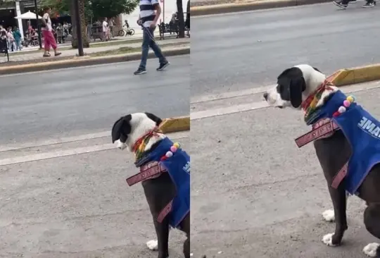 La perrita Lilly se ganó el corazón de las redes