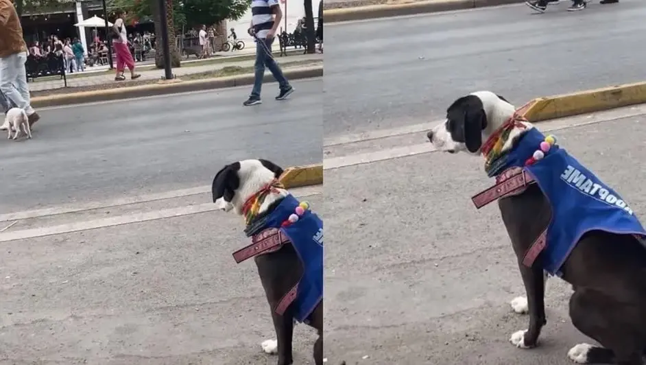La perrita Lilly se gan&oacute; el coraz&oacute;n de las redes
