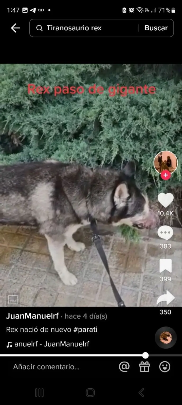 Perrito logra salvarse de tumor gracias a video viral - Tomada de video
