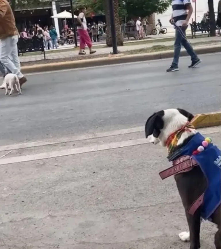 La postura y semblante desolados de la perrita se ganaron el corazón de las redes. Fuente: Facebook