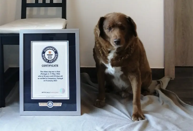 Él es Bobi, el perro más longevo del mundo, cumplió 31 años. Él es Bobi, el perro más longevo del mundo, cumplió 31 años.
