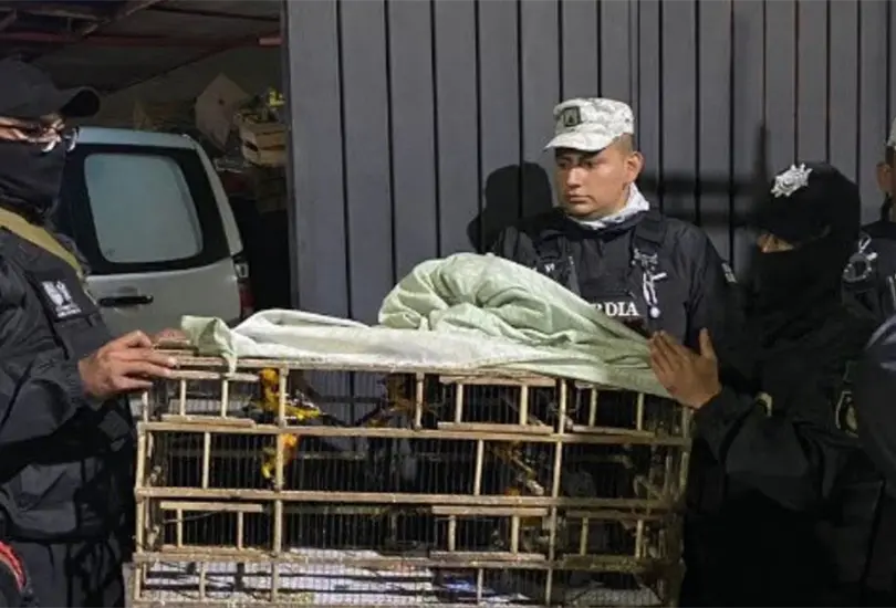Elementos de la SSC lograron rescatar a un total de mil 500 aves de distintas especies, algunas en peligros de extinción, monos capuchinos y perros de diferentes inmuebles en la alcaldía Iztapalapa Elementos de la SSC lograron rescatar a un total de mil 500 aves de distintas especies, algunas en peligros de extinción, monos capuchinos y perros de diferentes inmuebles en la alcaldía Iztapalapa