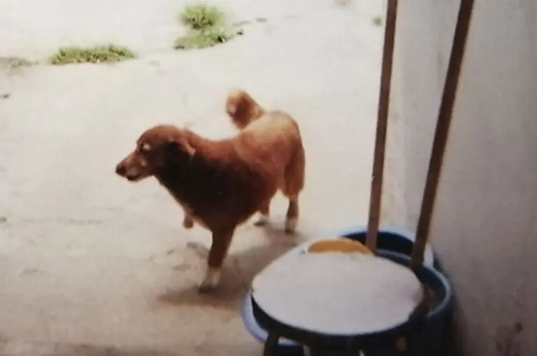 Bobi cuando tenía 7 años de edad. Foto: Récord Guinness