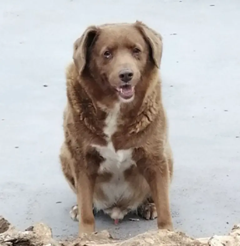 Bobi cuando cumplió 31 años. Foto: Récord Guinness
