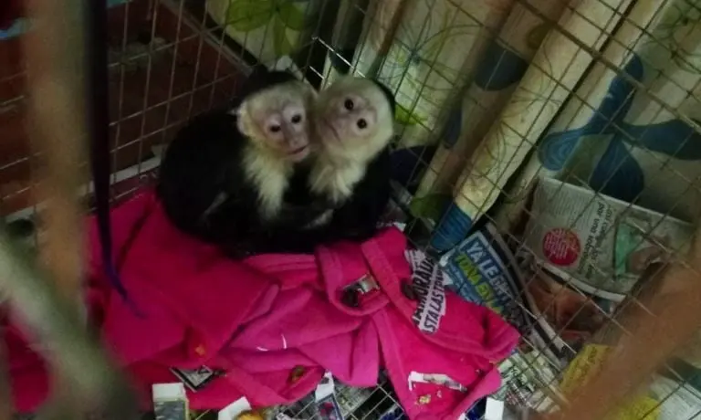 Rescatan a animale en Iztapalpa - SSC CDMX