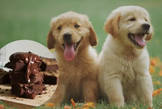 ¿Por qué los perros no deben comer chocolate? 