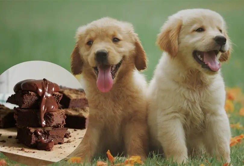 ¿Por qué los perros no deben comer chocolate? ¿Por qué los perros no deben comer chocolate?