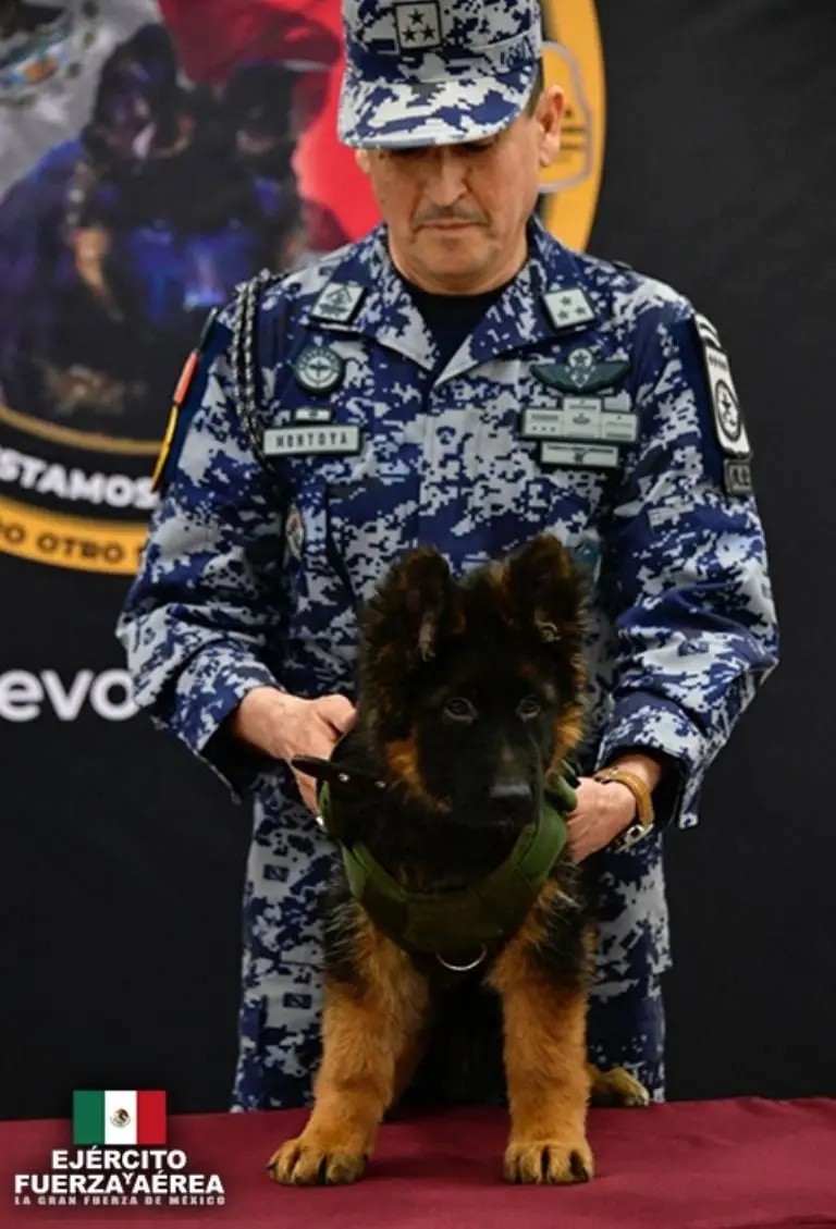 Nuevo cachorro rescatista. Foto: Sedena