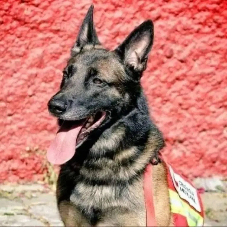Proteo, perro rescatista y héroe nacional. Foto: Sedena
