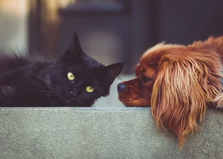 Beneficios a la salud por tener una mascota - Tomada de Pexels