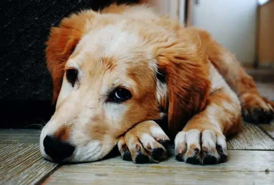 Caída de pelo en perros 