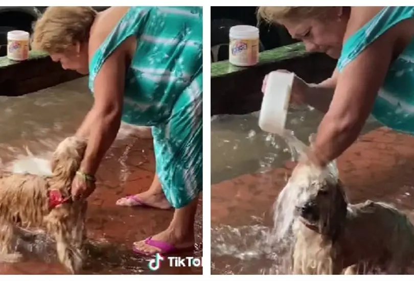 Mujer baña a su perro con agua de lluvia Mujer baña a su perro con agua de lluvia