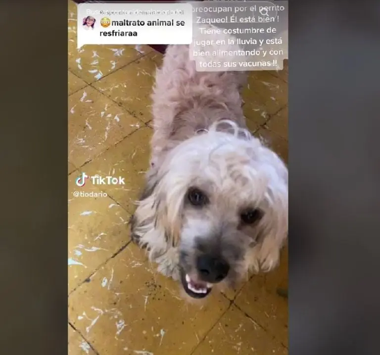 Hijo defiende a su mamá (TikTok)