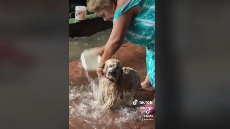 Señora bañó a su perrito con agua de lluvia (TikTok)