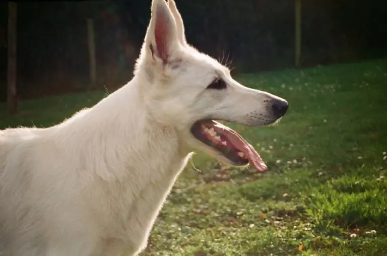 Cómo cuidar la salud bucal de mi perro - Pexels