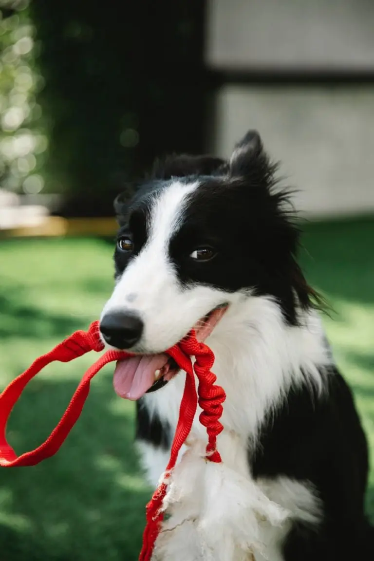 ¿Cómo saber si mi perro es feliz? - Pexels