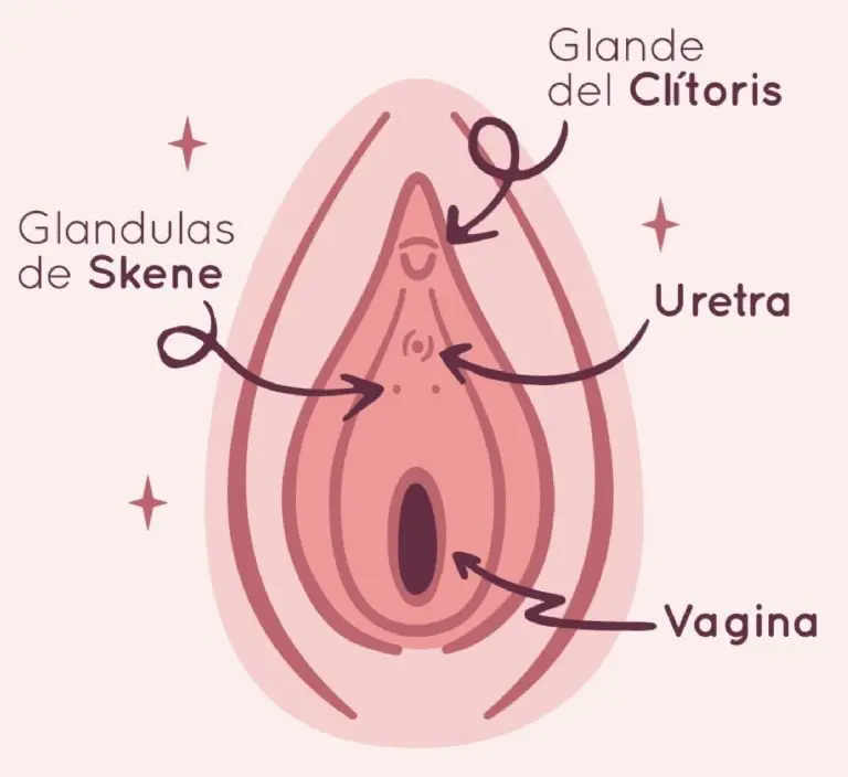 Partes de la vulva que segregan fluidos durante el placer femenino. Créditos: Psicóloga Ángela Aznárez
