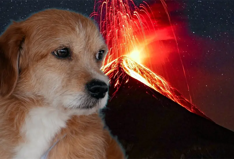 MASCOTAS: &iquest;C&oacute;mo proteger a tus perritos de la ca&iacute;da de ceniza volc&aacute;nica?