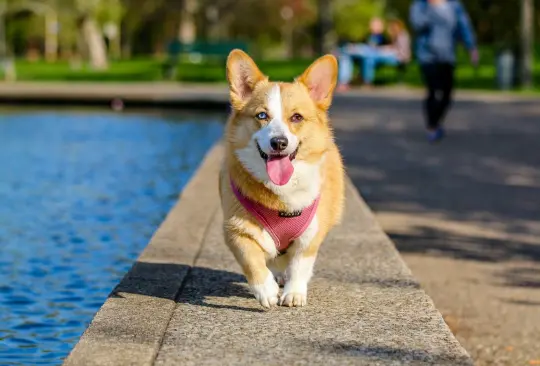 La esterilización de nuestros perros es una decisión responsable que tiene un impacto positivo tanto en el bienestar de los animales como en la sociedad en general